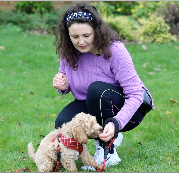 Lisa  trains a cockapoo puppy. She is wearing a purple jumper and has curly brown hair. The cockapoo is wearing a red harness and sitting on the grass.