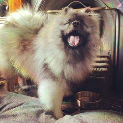 A keeshond smiles during dog training