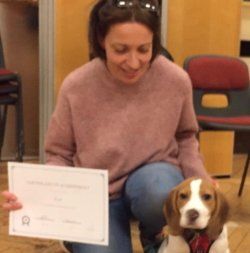 A beagle sits with his certificate at our St Albans puppy class