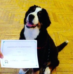 A dog sits with a certificate at our post puppyhood class in St Albans