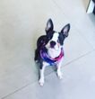 A boston terrier sits on the floor. She is being trained in St Albans