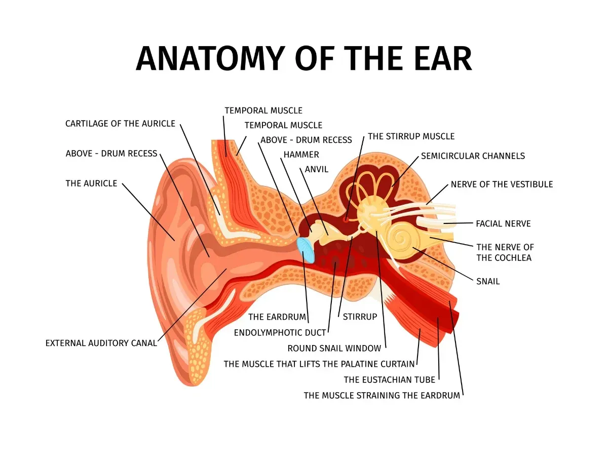 Detailed diagram of the human ear anatomy.
