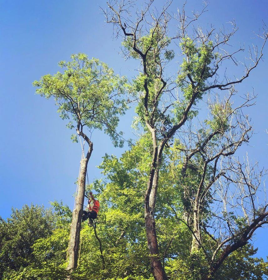 climbing tree surgeon