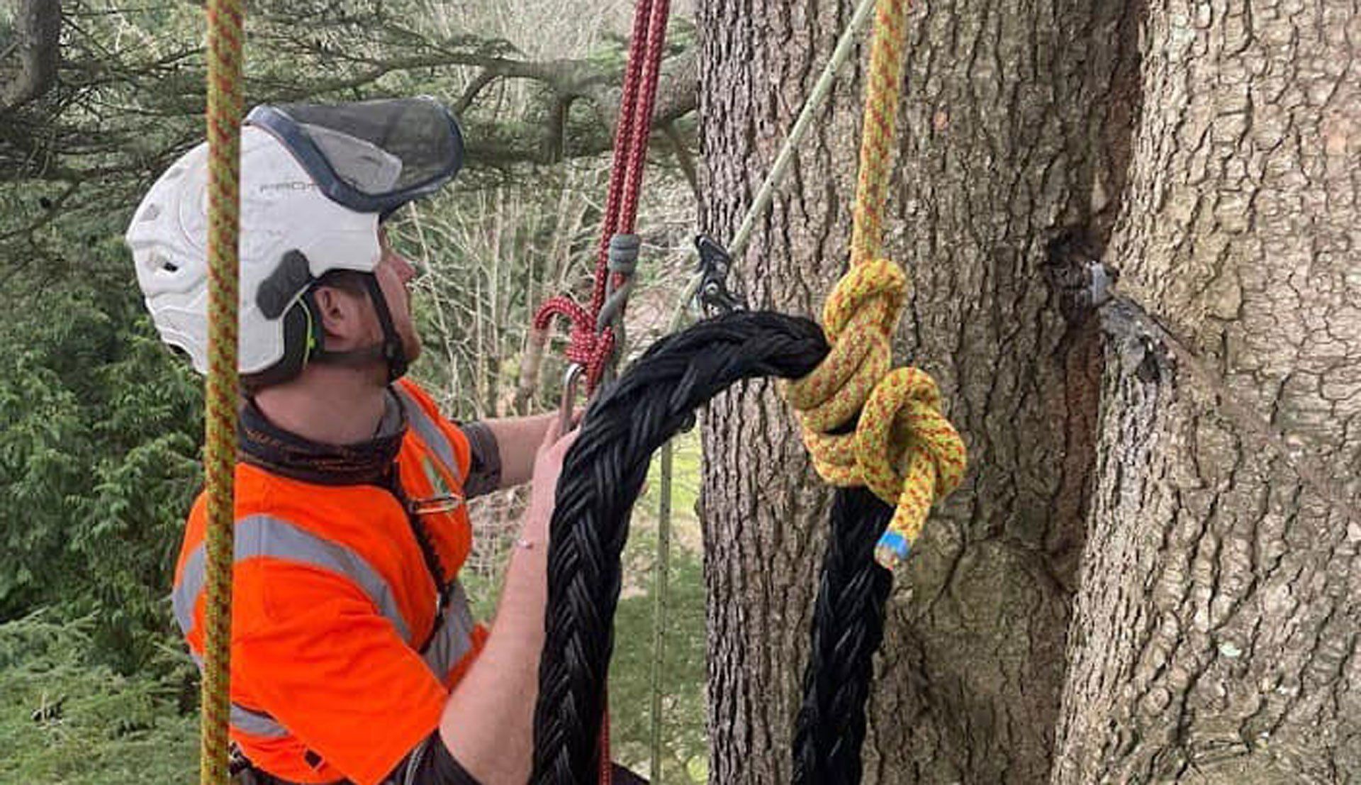 Welcome to the tree management company tree surgeons in dorset and hampshire