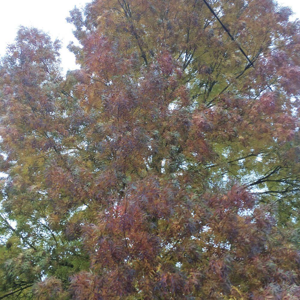 example of cleaning the crown of a tree