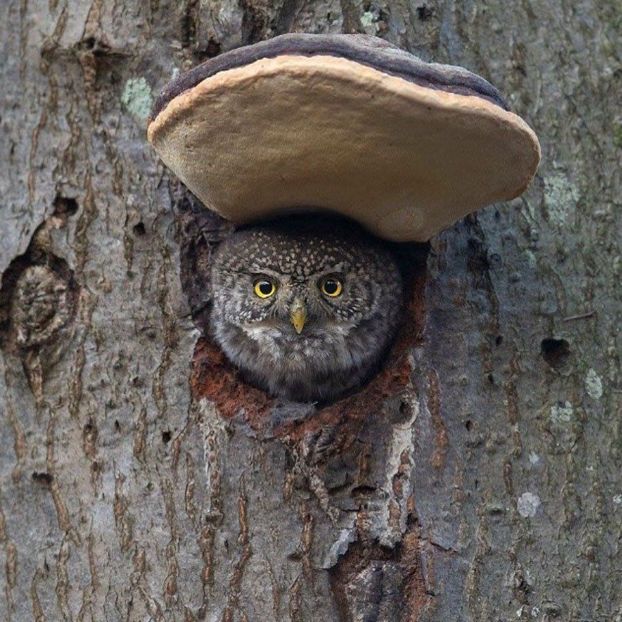 little owl peeping out of hole