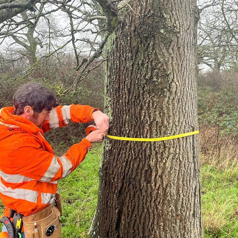 collecting data of a tree for the landowners tree safety insurance