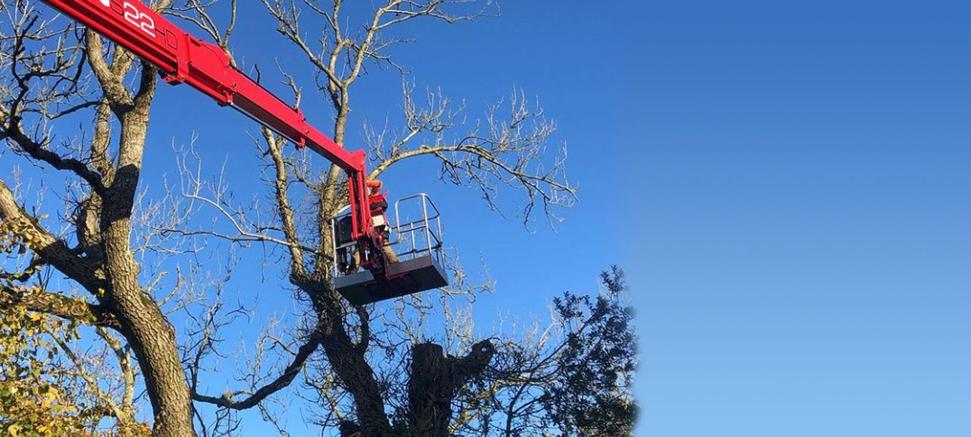 Welcome to the tree management company tree surgeons in dorset and hampshire
