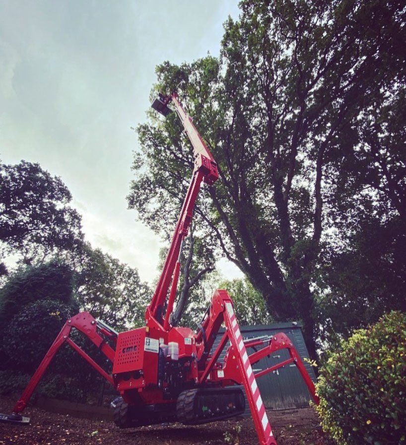 mewp access tree surgery arborist