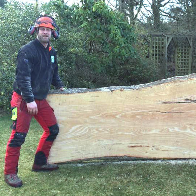 milled tree trunk slab