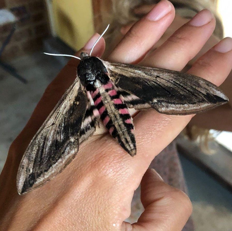 privet hawk moth