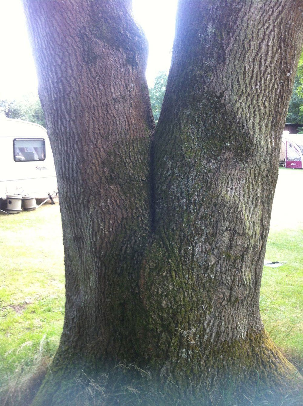 Example of a union trunk in a tree