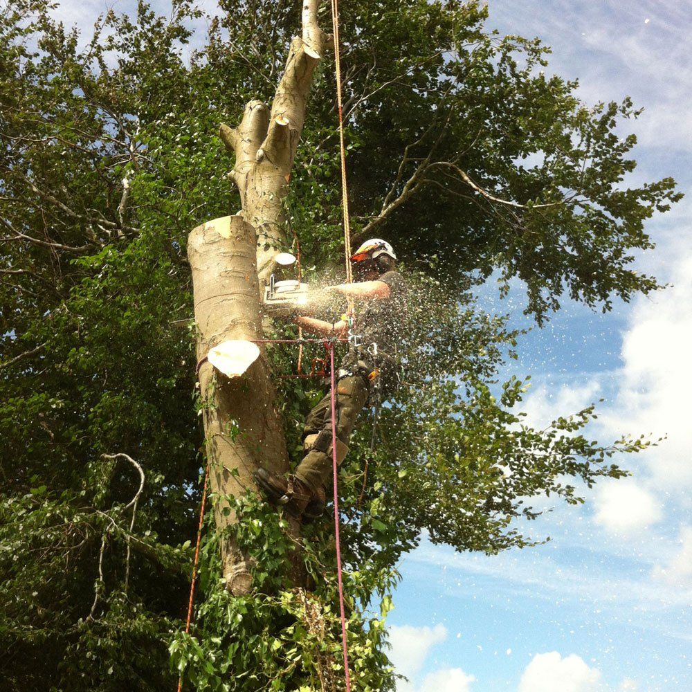 Tree Section Felling