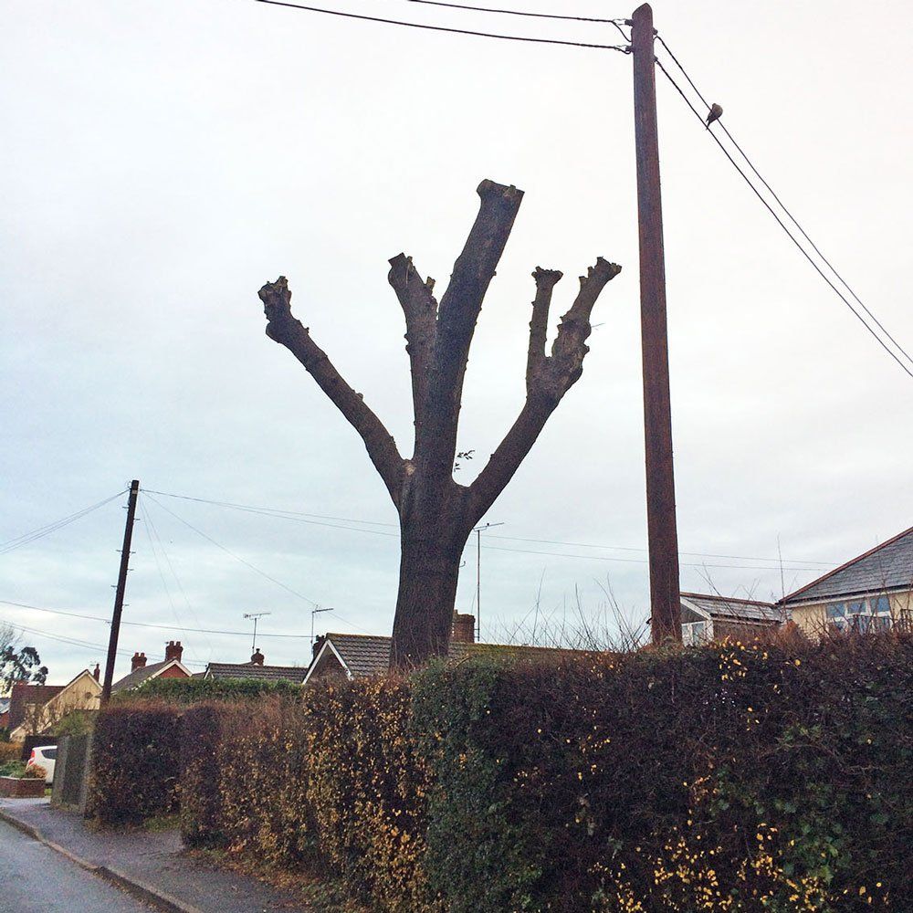 Pollarding a large tree to keep it healthy and encourage new growth