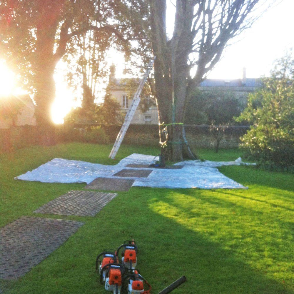 Pruning trees in the summer sun