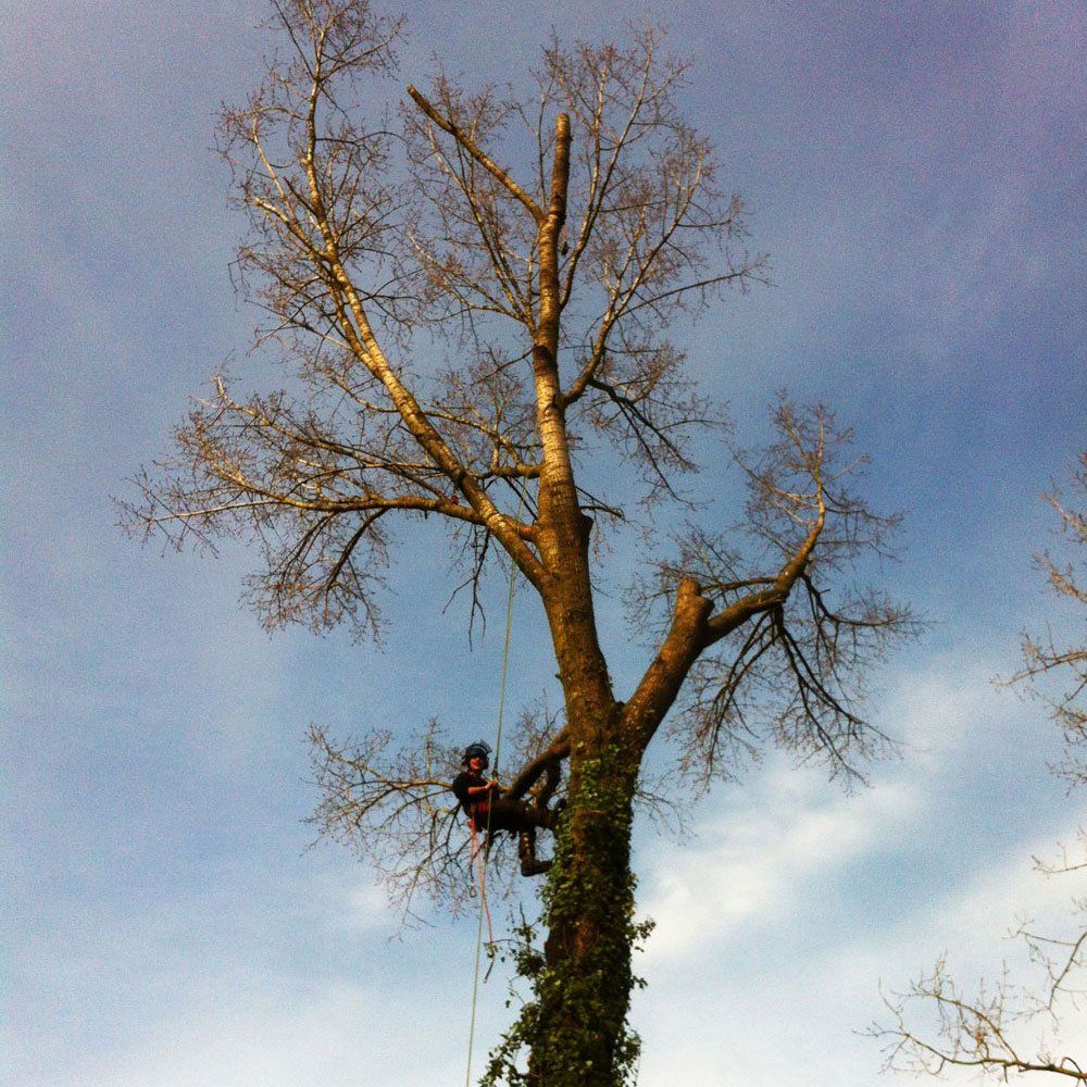 The Tree Management Company | All Arborist Services