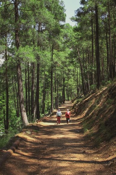 Two hikers walking along a dirt trail through a sunlit pine forest