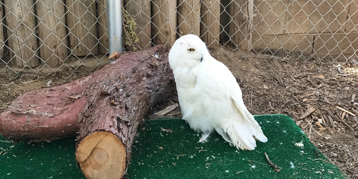 A white owl is sitting on a green mat next to a log at the Big Bear Alpine Zoo