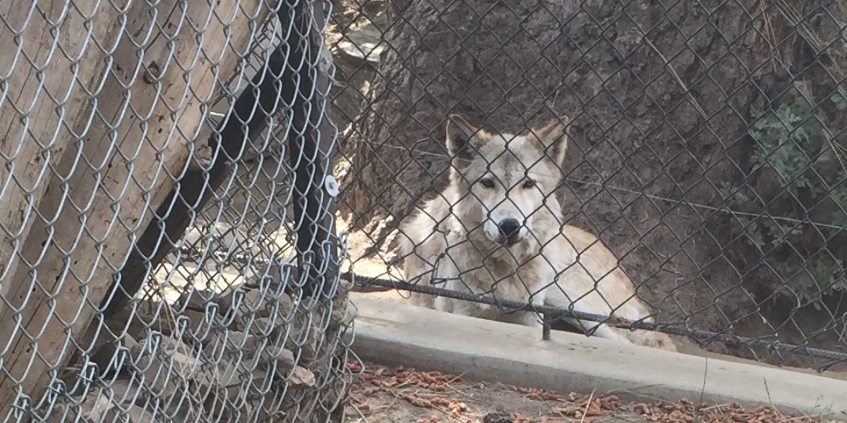 A wolf is behind a chain link fence and looking at the camera at the Big Bear Alpine Zoo
