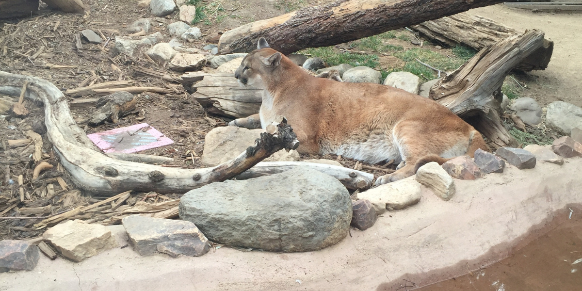 A mountain lion is laying on the ground surrounded by rocks at the Big Bear Alpine Zoo