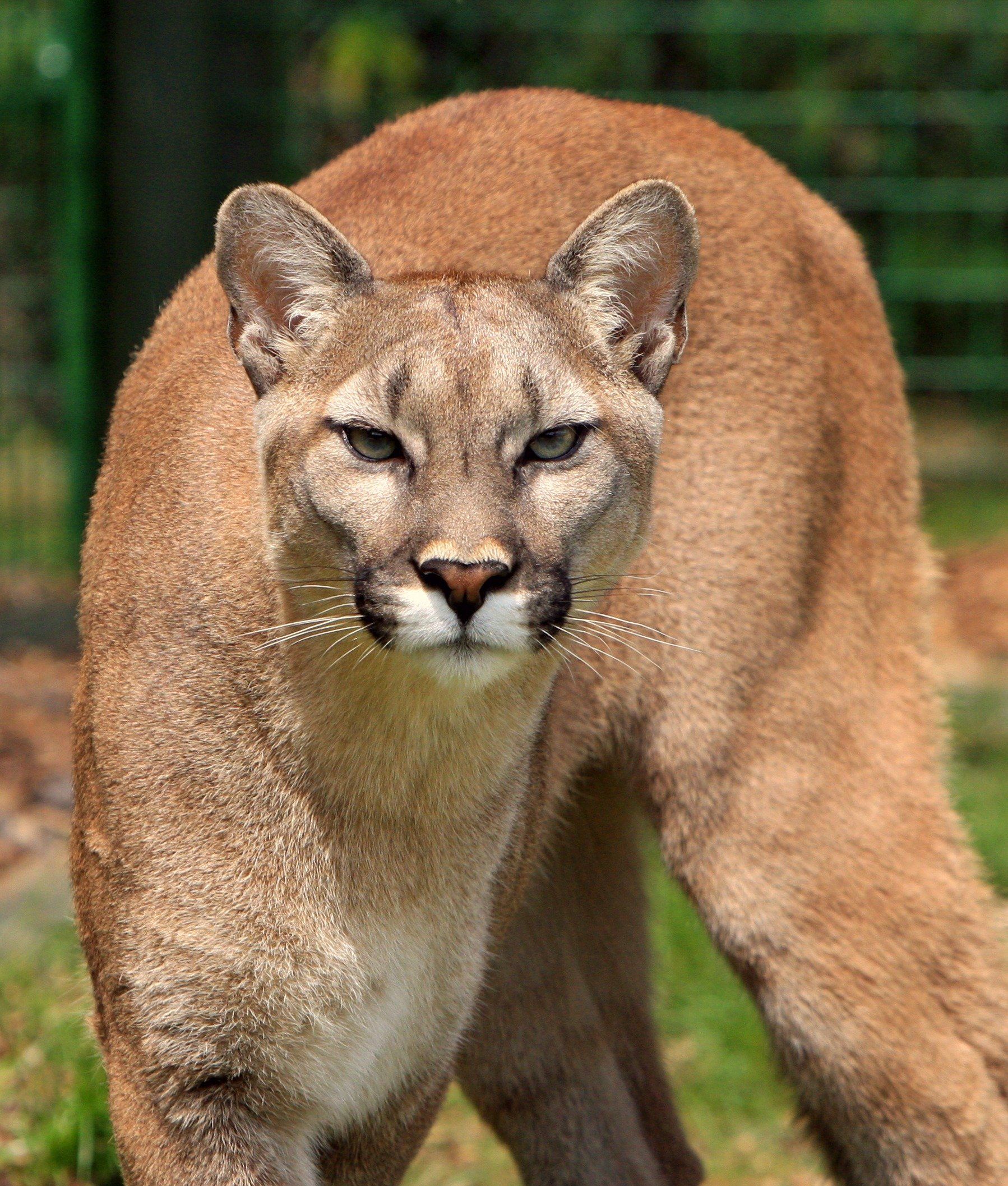 A close up of a mountain lion standing in the grass looking at the camera.