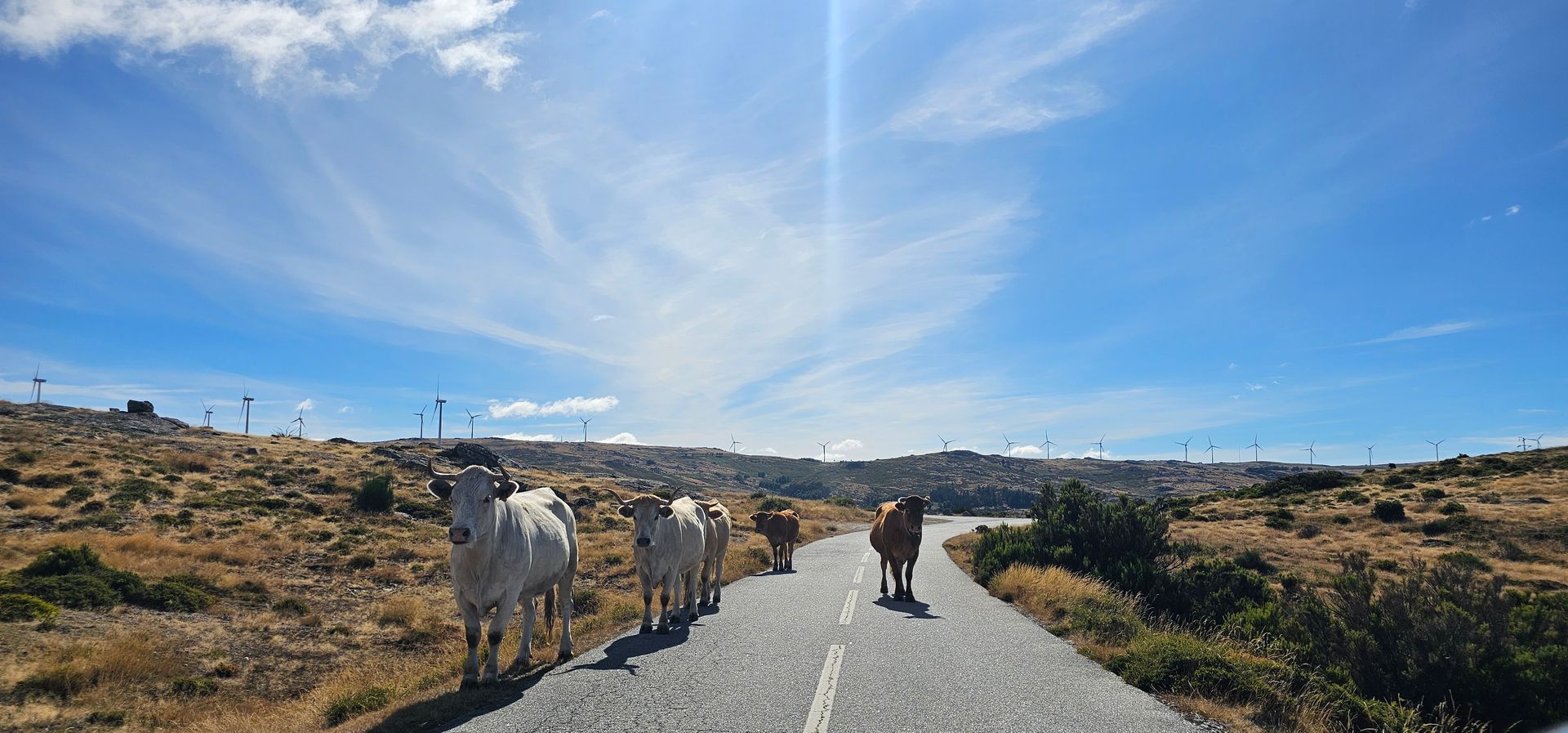 Gado maronês passeia na serra do alvão