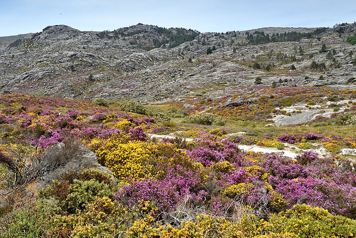 zona montanhosa com vegetação rasteira na Serra do Alvão