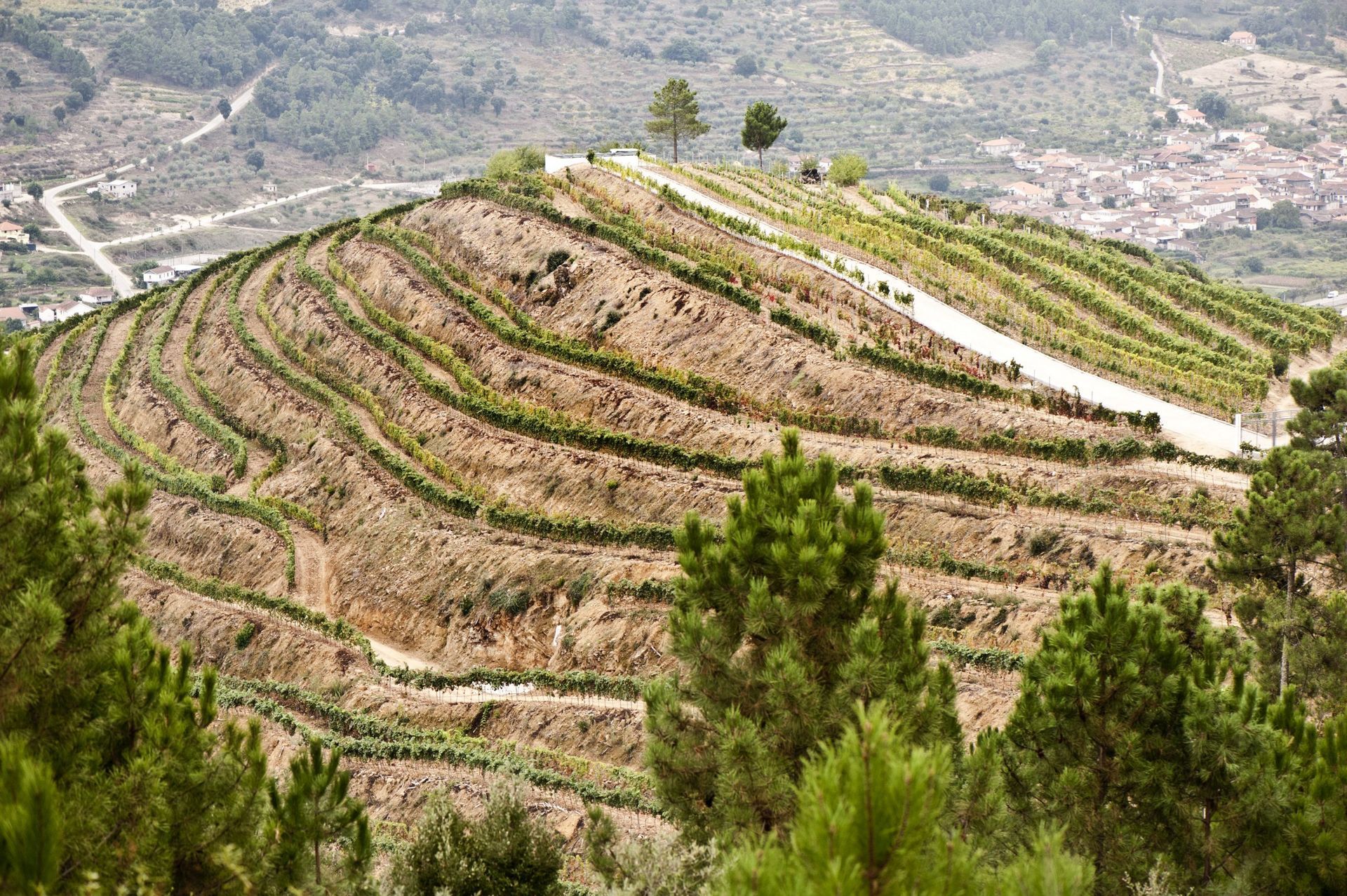 imagem de um monte com vinhas na zona de Vidago em chaves