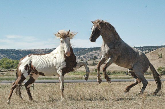 South Dakota Black Hill Wild Horse Sanctuary, lodging and rentals Custer South Dakota