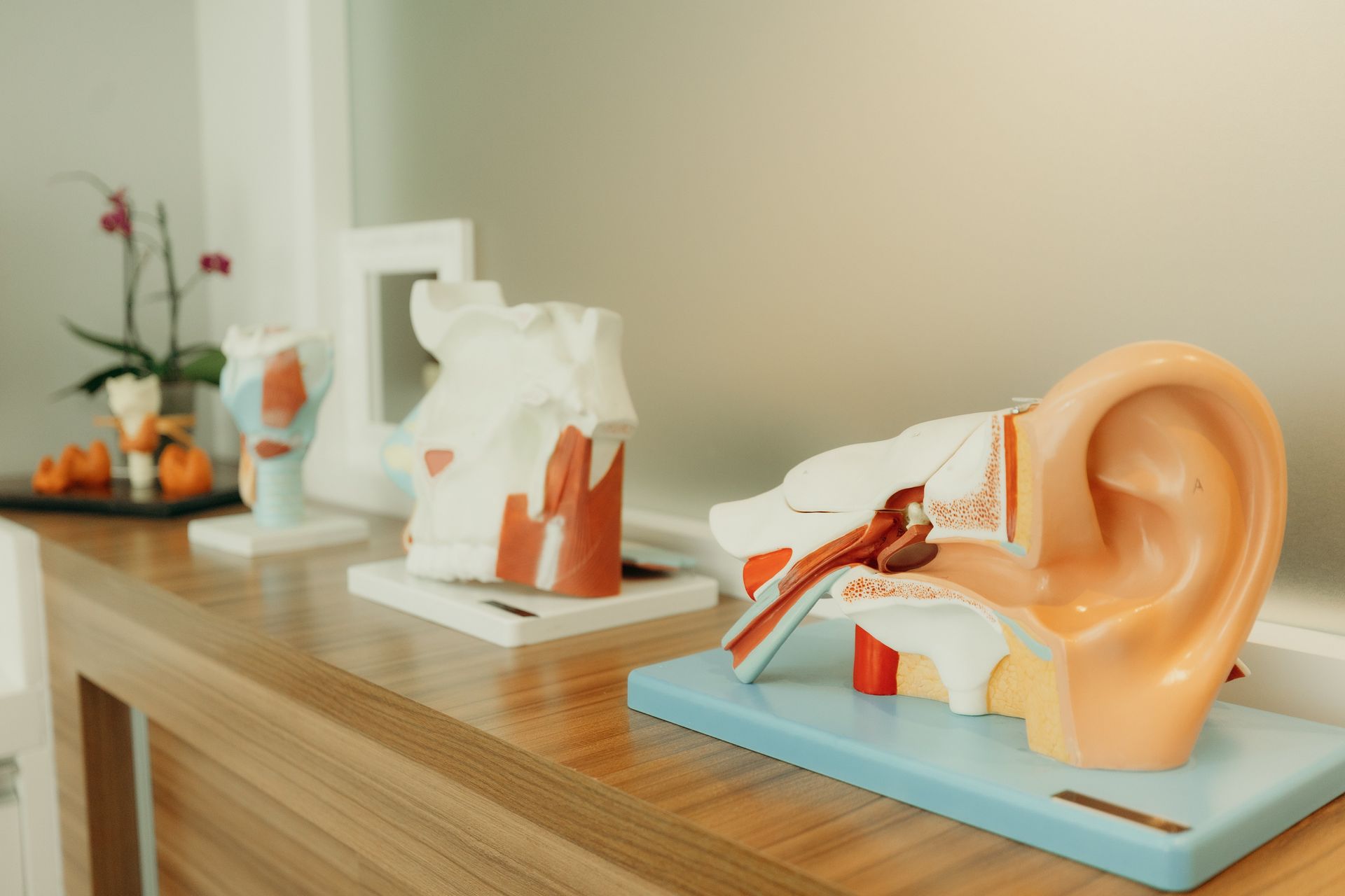 Um modelo de orelha está sobre uma mesa de madeira.