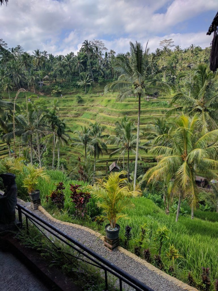 Indonesia - Bali Organic Blue Moon