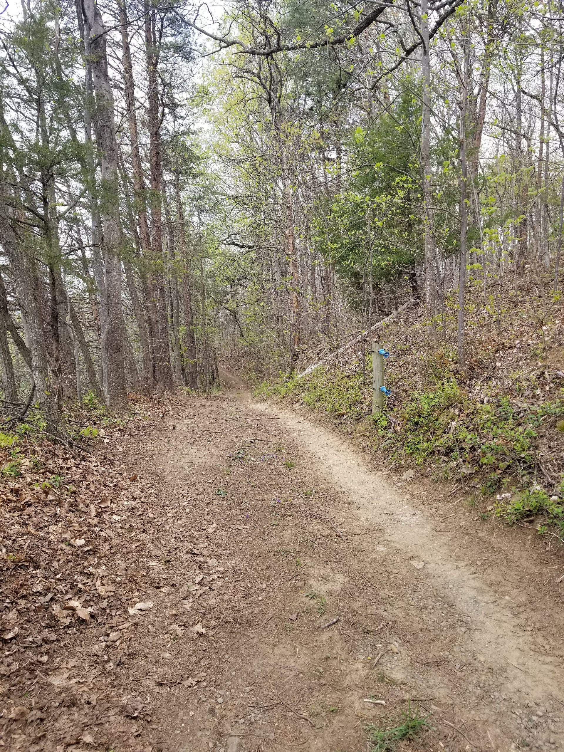 A dirt path in the middle of a forest surrounded by trees.