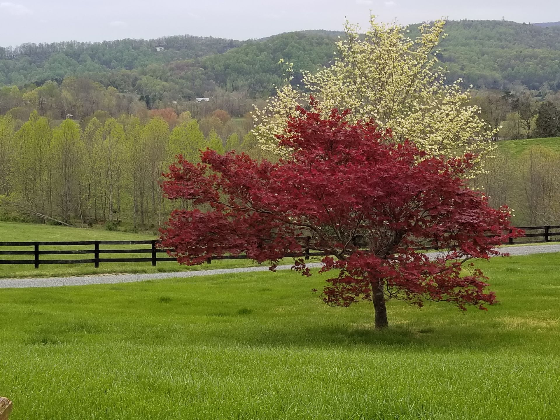 A red and white tree in a grassy field with a fence in the background.