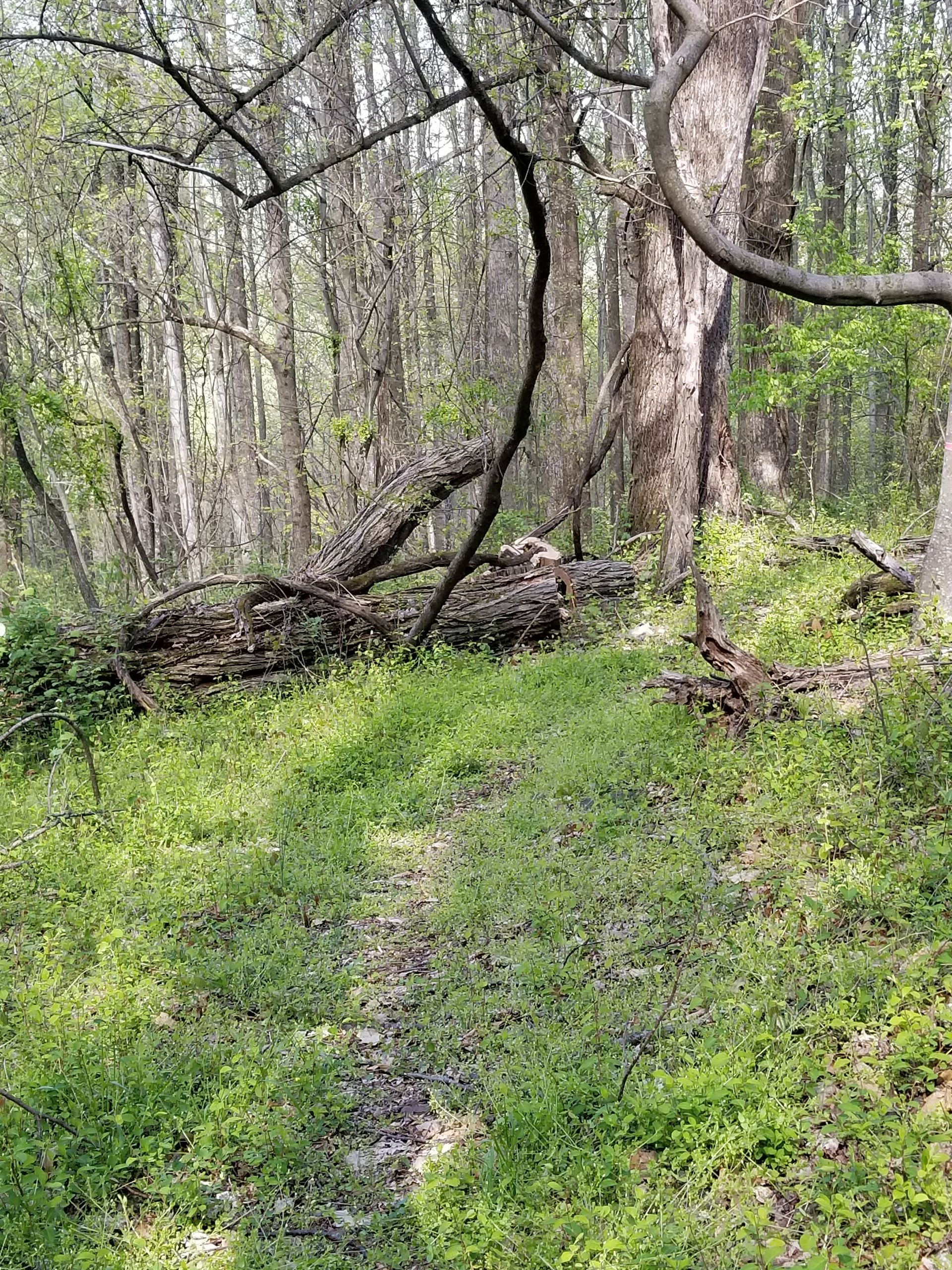A path in the middle of a forest with trees and grass.