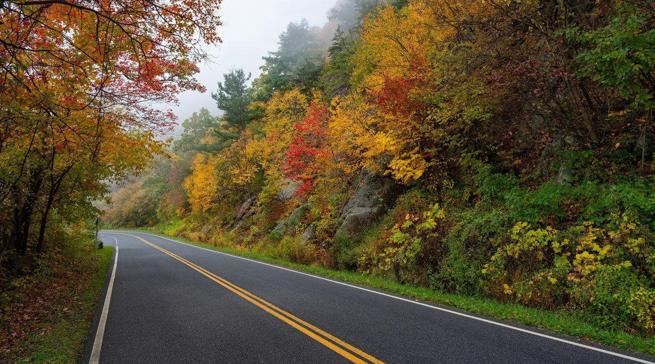 A road going through a forest with trees changing colors in the fall.