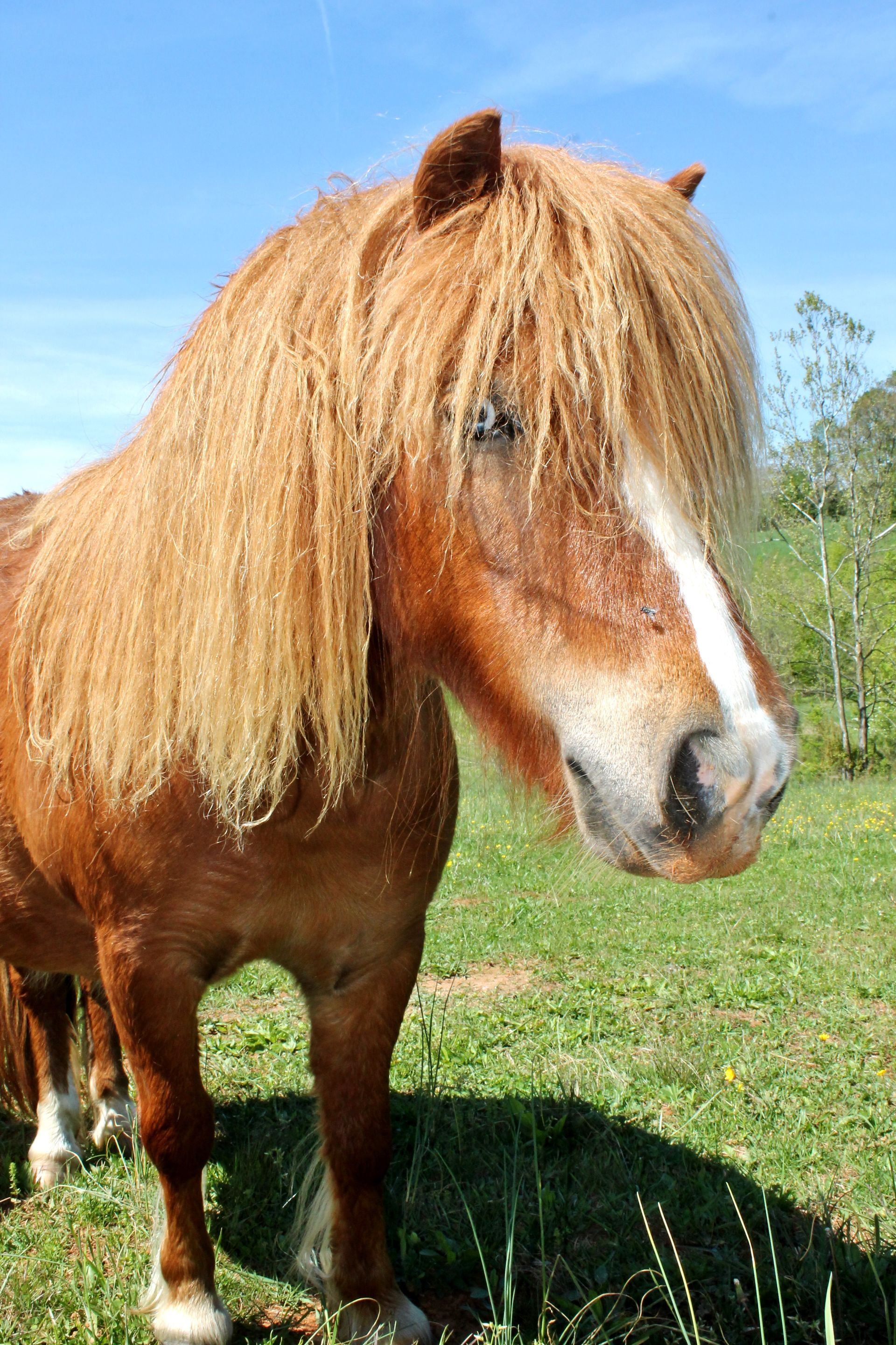 A brown horse with a white spot on its nose is standing in a grassy field.
