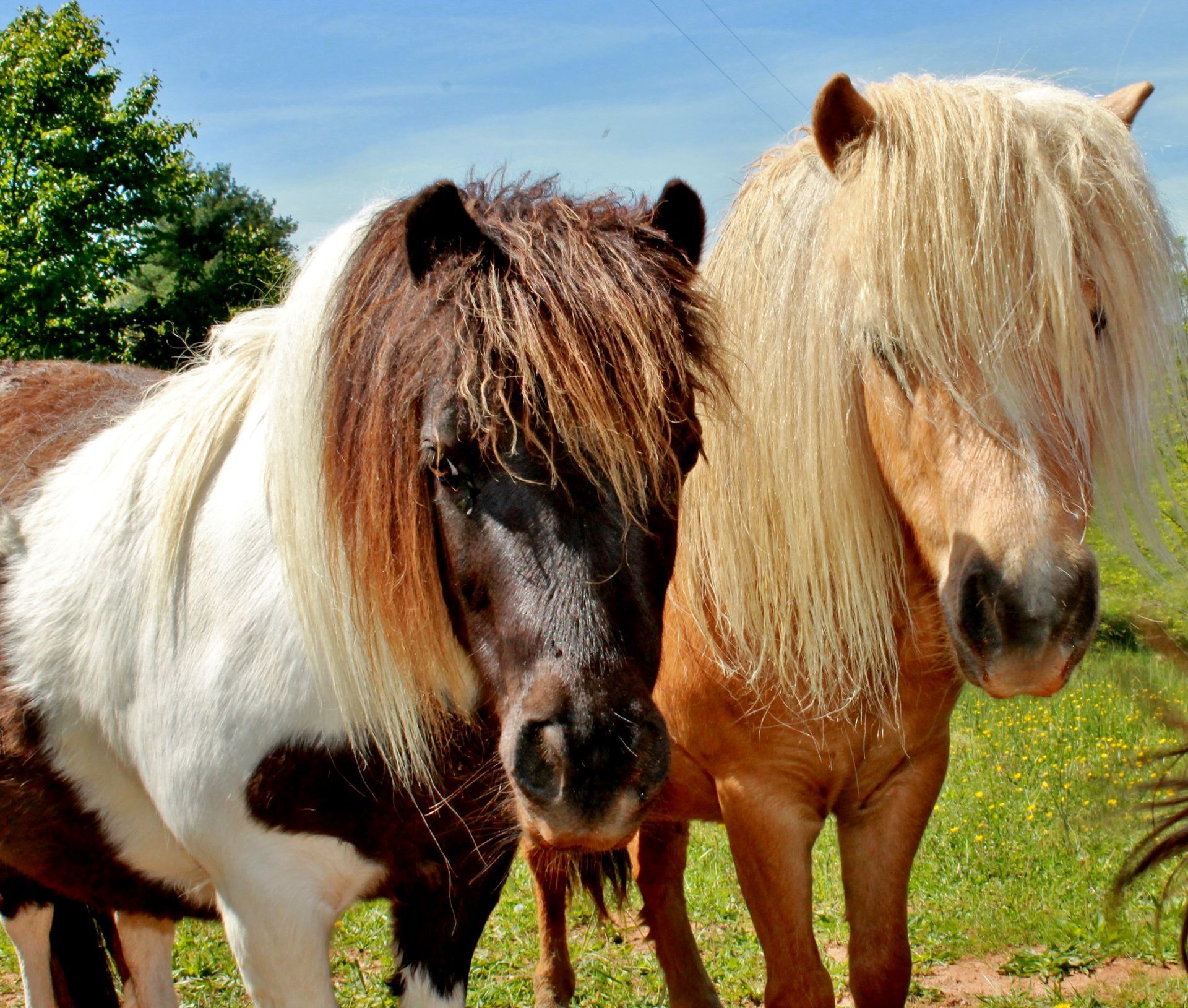 animals at fairhill farm
