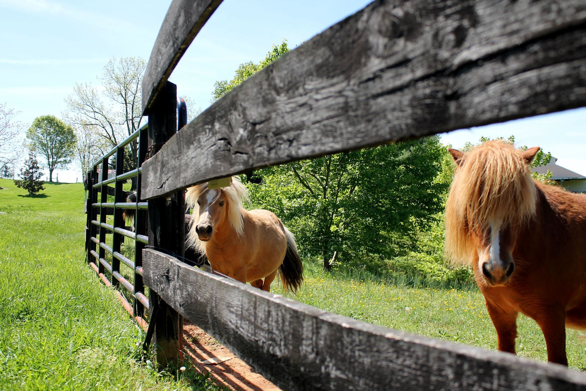 animals at fairhill farm