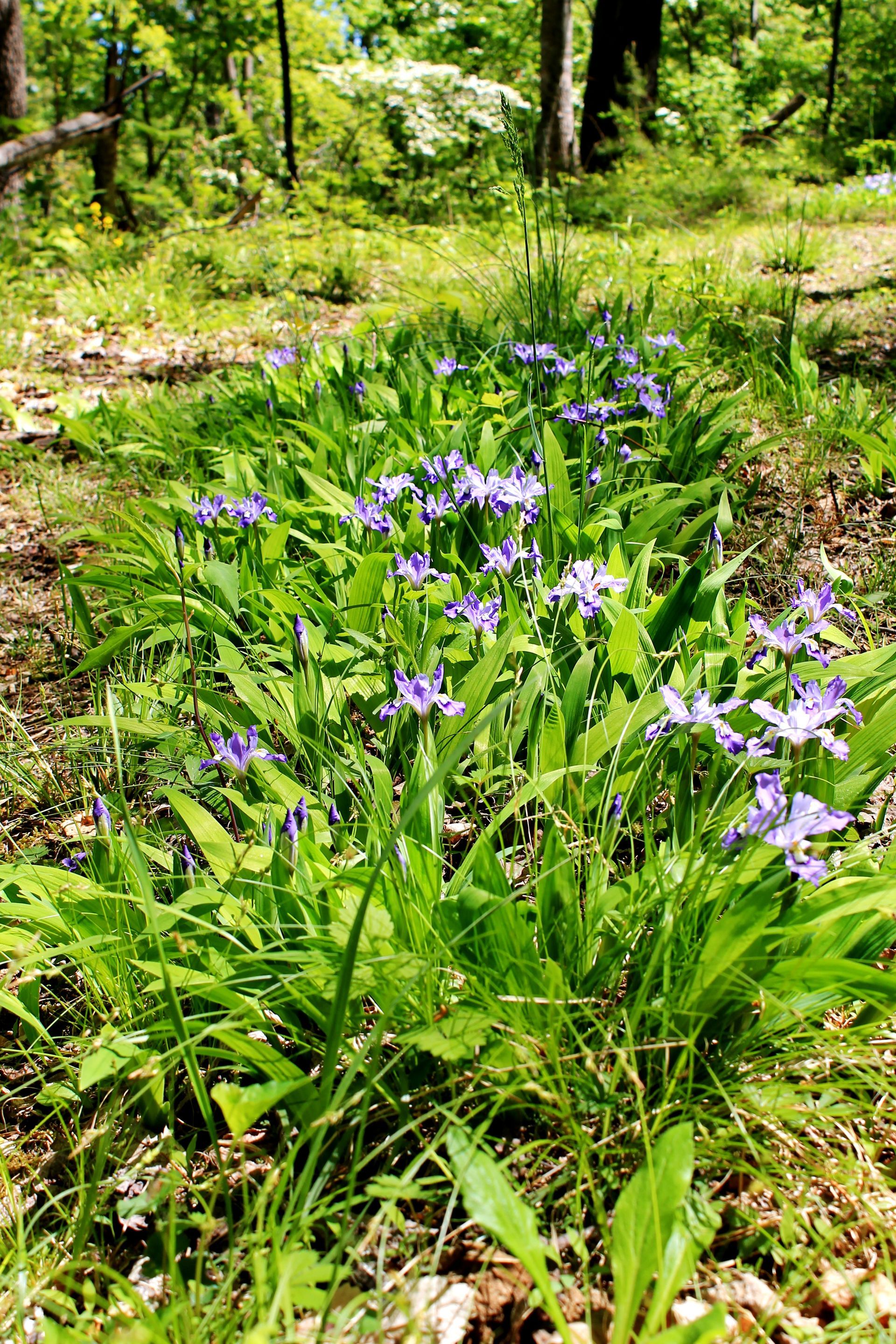 A bunch of purple flowers are growing in the grass in the woods.