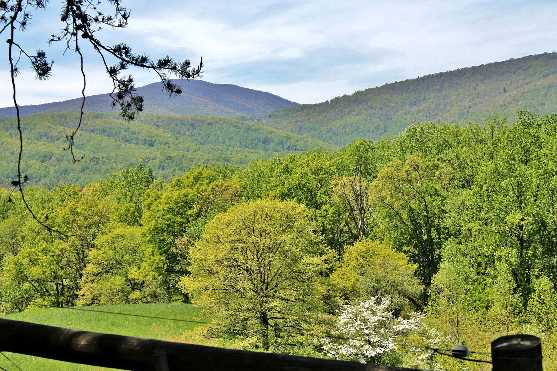 A view of a lush green forest with mountains in the background