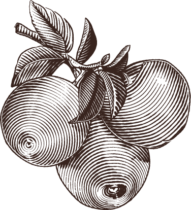 A black and white drawing of three apples with leaves on a tree branch.