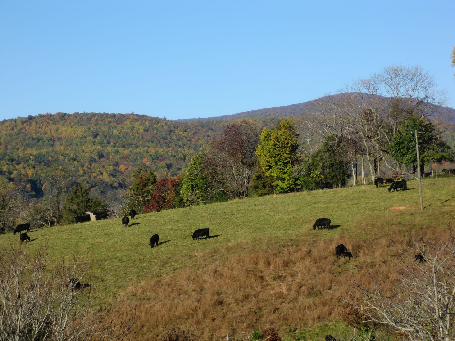 A herd of cows grazing in a grassy field with mountains in the background.