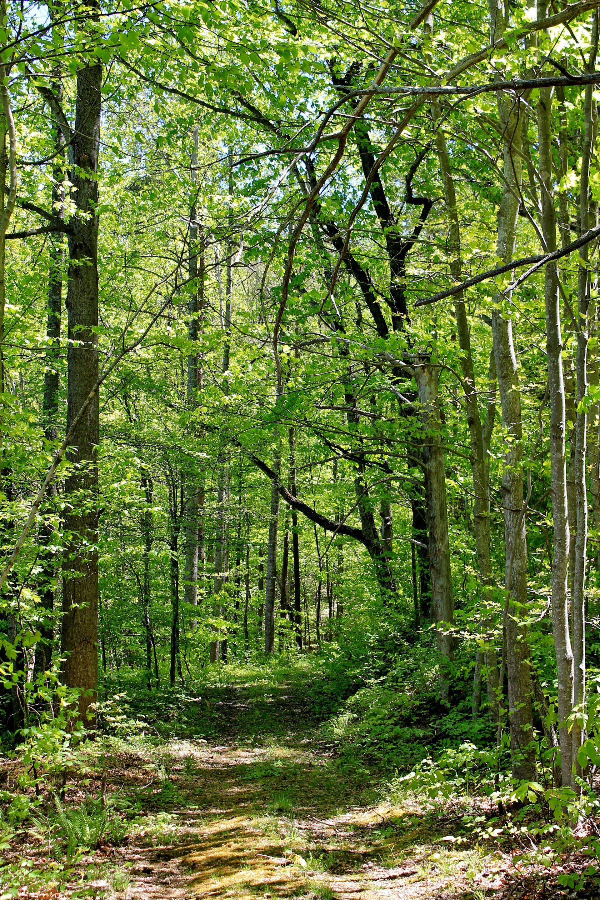 A path in the woods with lots of trees and leaves