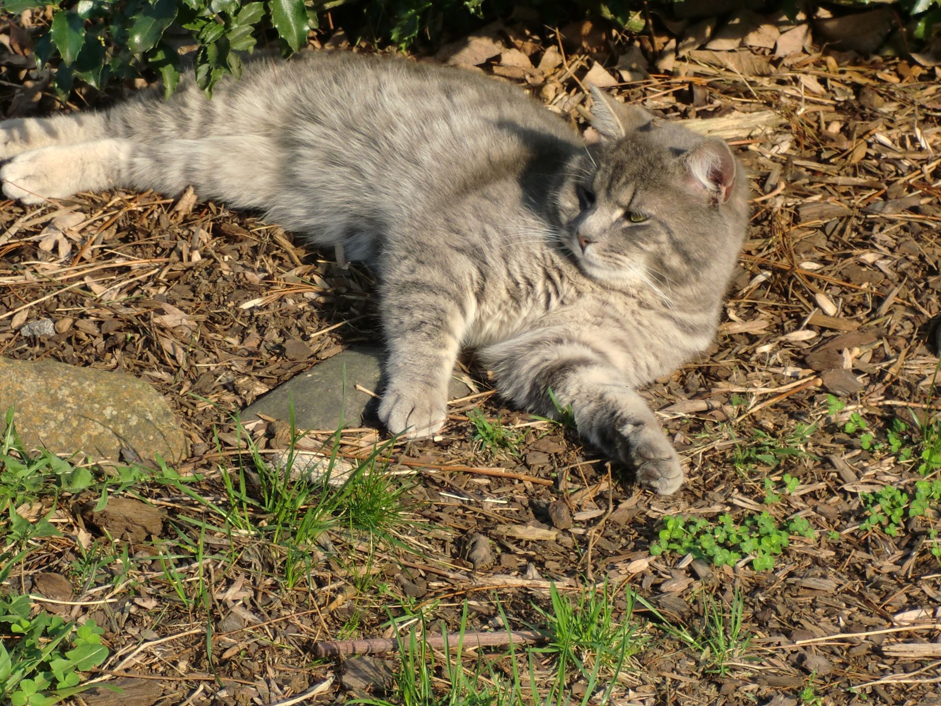 A cat is laying on its back on the ground
