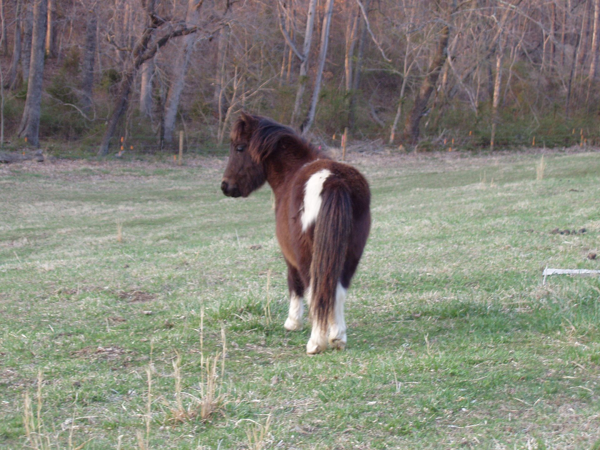 A small brown and white pony is standing in a grassy field.