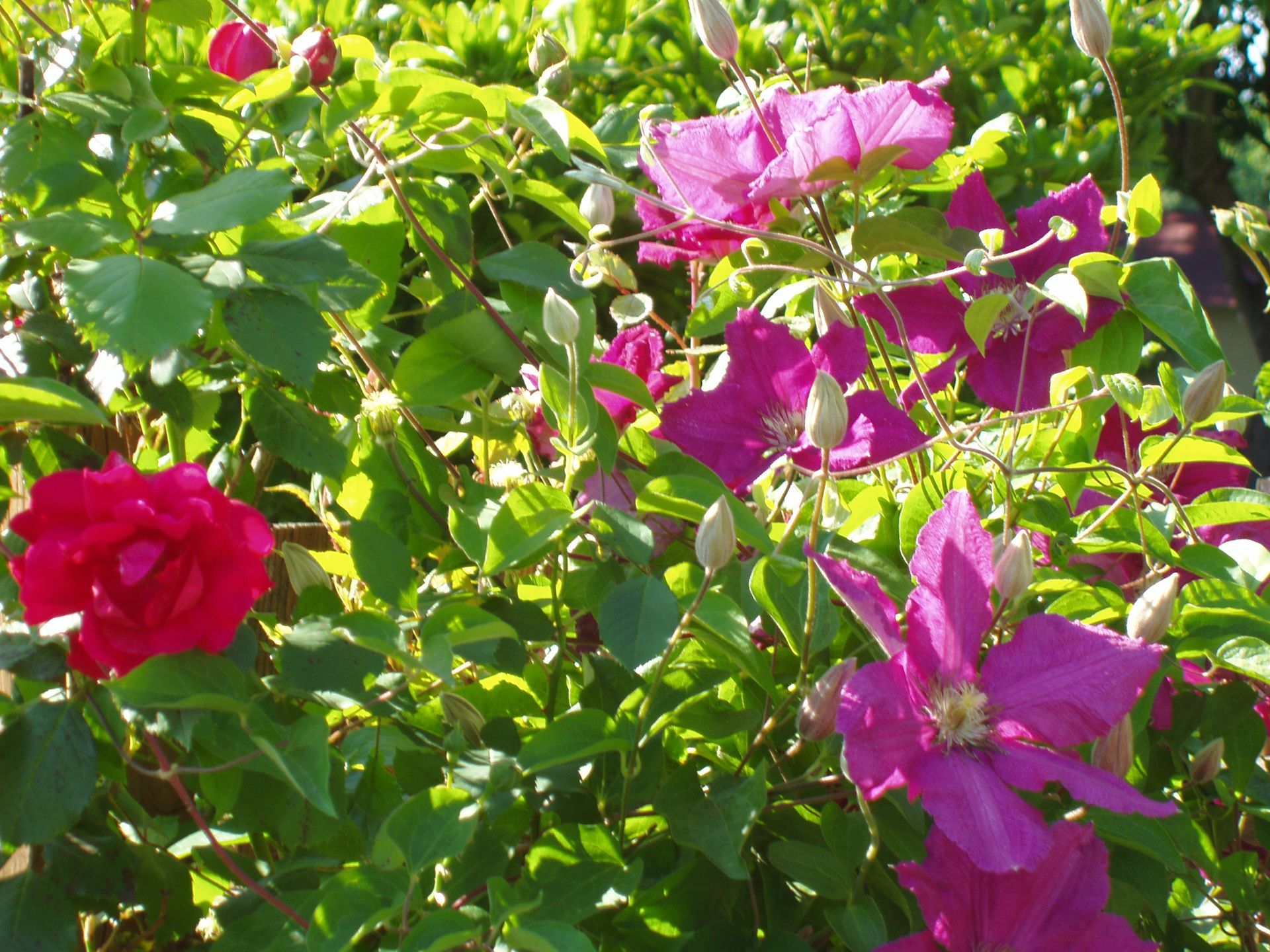A bush with purple flowers and red roses