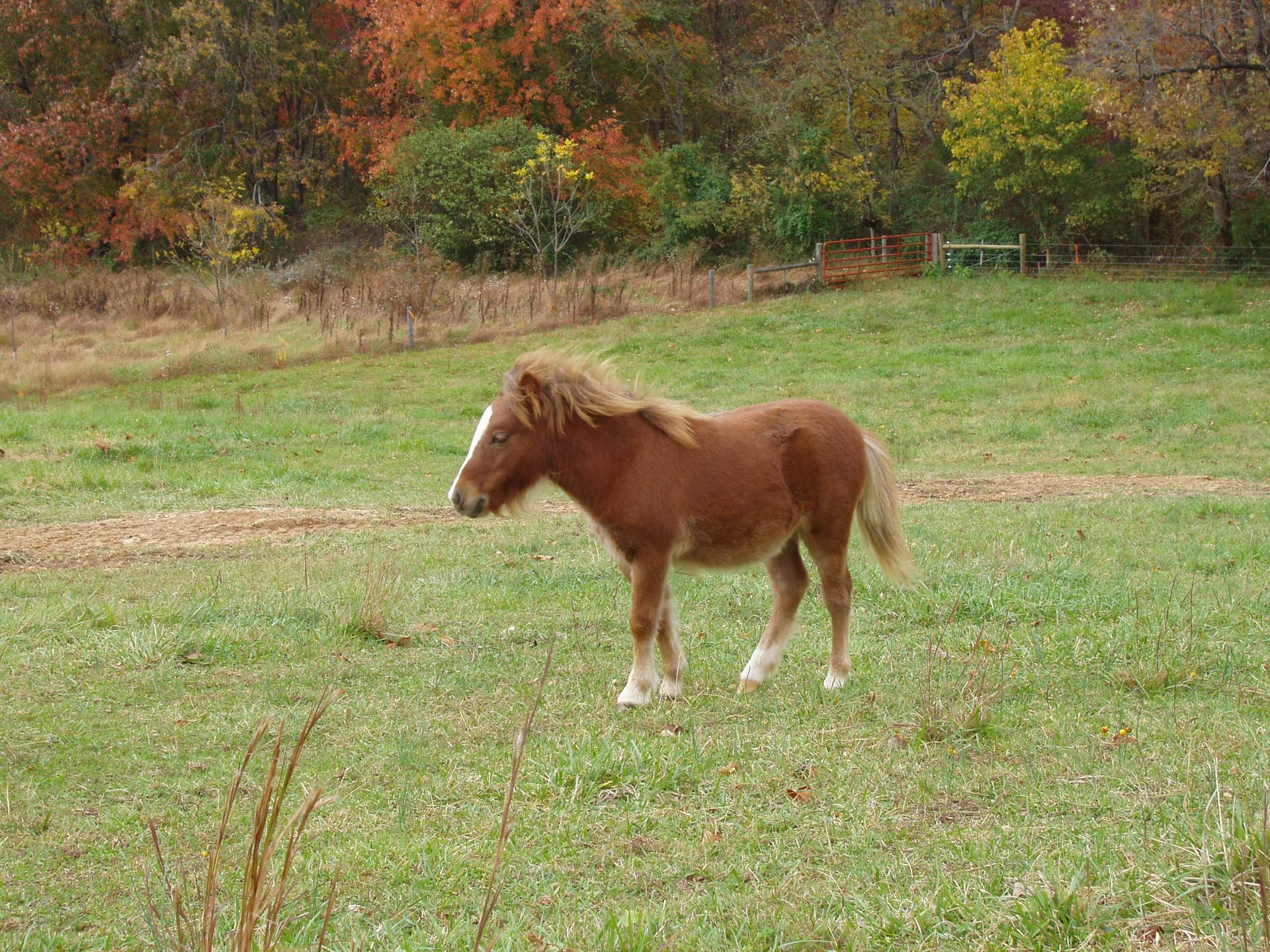A small brown horse is standing in a grassy field.
