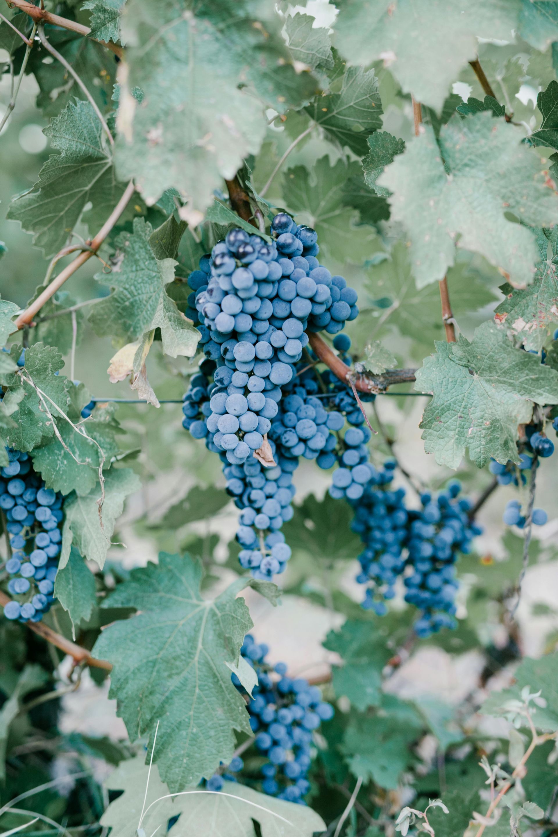 A bunch of blue grapes hanging from a vine with green leaves.