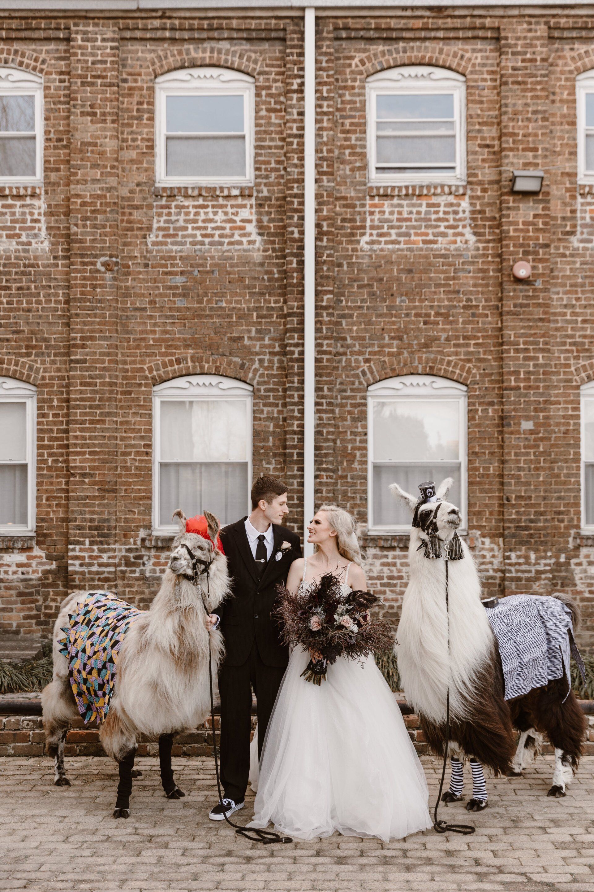 A bride and groom are posing for a picture with llamas in front of a brick building.