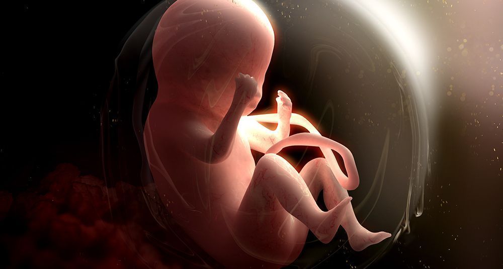A baby in the womb – Auburn, ME - Maine Right To Life